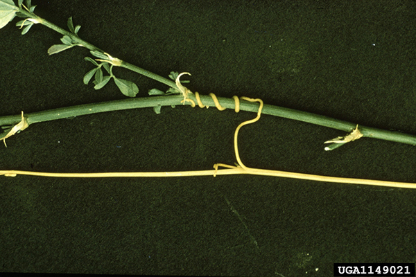 گیاه سس در مزرعه یونجه